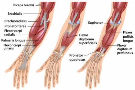 forearm flexors-2 - Ellen Saltonstall