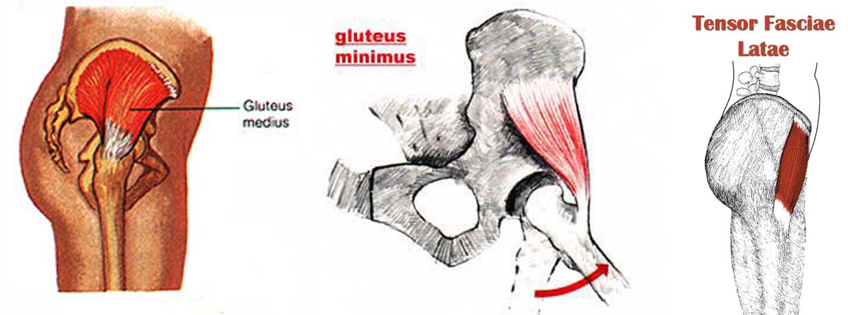 Tensor shape. Tensor fasciae Latae мышца. Глютеус Минимус. Musculus Tensor fasciae Latae, напрягатель широкой фасции. Musculus Tensor fasciae Latae femoris.